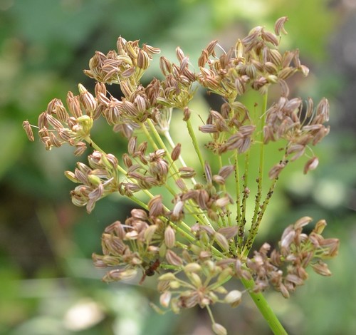 Osha (Ligusticum porteri)  iNaturalist