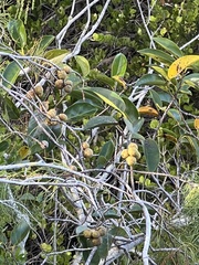Annona glabra