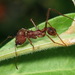 Texas Leaf-cutter Ant - Photo (c) Karen Yukich, some rights reserved (CC BY-NC), uploaded by Karen Yukich