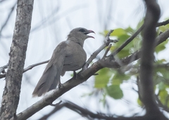 Taccocua leschenaultii