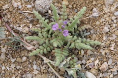 Phacelia formosula