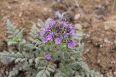 Phacelia formosula