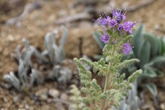 Phacelia formosula