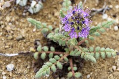 Phacelia formosula