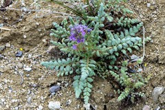 Phacelia formosula