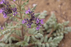 Phacelia formosula