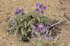 Phacelia formosula