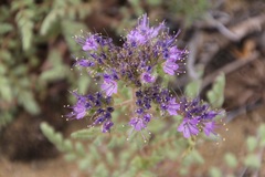 Phacelia formosula