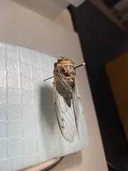 Neotibicen canicularis