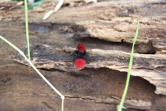 Dasymutilla coccineohirta