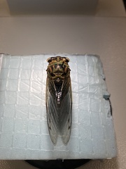 Neotibicen canicularis