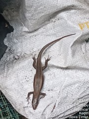 Eutropis multifasciata