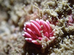 Okenia hiroi