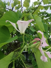 Bauhinia monandra
