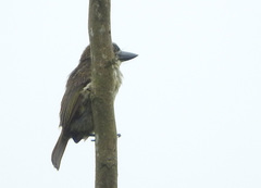 Pogoniulus scolopaceus