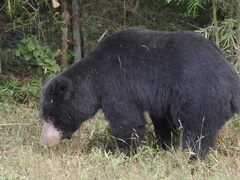 Melursus ursinus ursinus