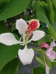 Bauhinia monandra