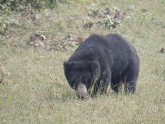 Melursus ursinus ursinus