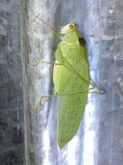Phylloptera
