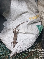 Eutropis multifasciata