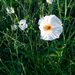 Texas Pricklypoppy - Photo (c) gbrucks, some rights reserved (CC BY-NC), uploaded by gbrucks