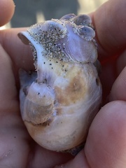Crepidula norrisiarum