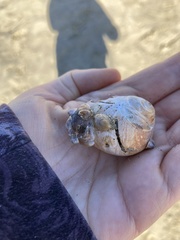 Crepidula norrisiarum