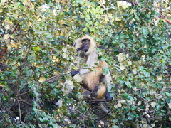 Semnopithecus entellus