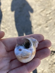 Crepidula norrisiarum