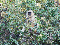 Semnopithecus entellus