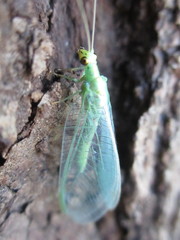 Chrysopa pallens-group