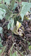 Aristolochia paecilantha