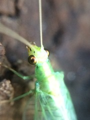 Chrysopa pallens-group