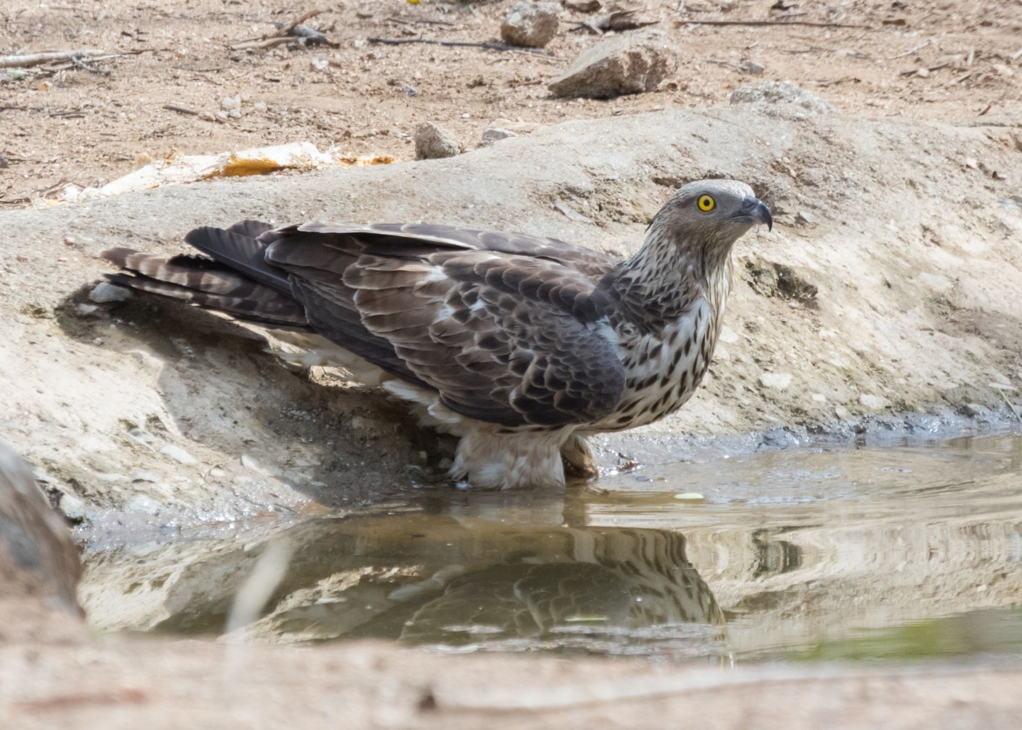 Oriental Honey Buzzard