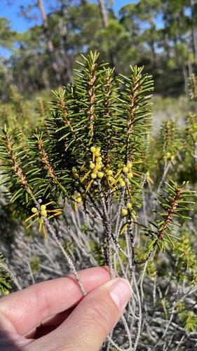Ceratiola ericoides image