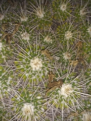 Mammillaria compressa