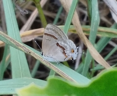 Rubroserrata ecbatana