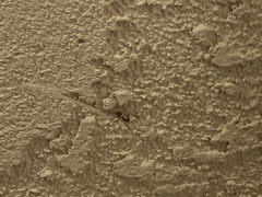 Steatoda nobilis