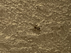 Steatoda nobilis