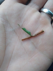 Limenitis archippus watsoni