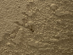 Steatoda nobilis