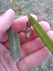 Limenitis archippus watsoni