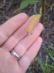 Limenitis archippus watsoni