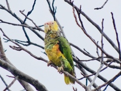 Alipiopsitta xanthops