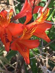 Alstroemeria ligtu