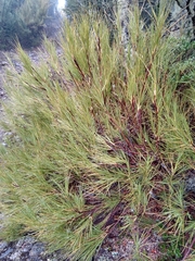 Dracophyllum acerosum