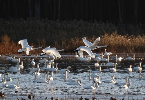 Cygne de Bewick