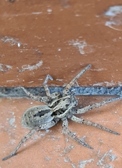 Trochosa niveopilosa