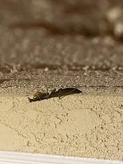 Stagmomantis limbata