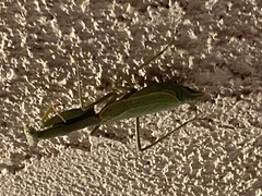 Stagmomantis limbata